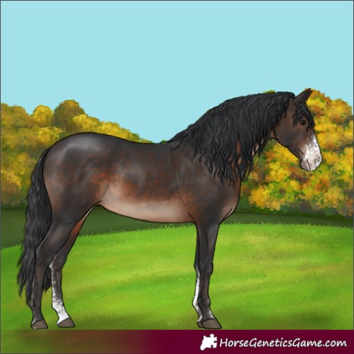 Horse Color:Unknown 