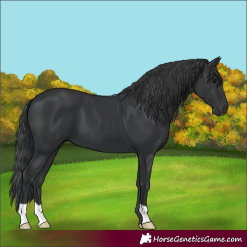 Horse Color:Black 