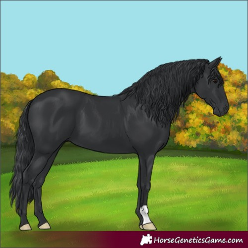 Horse Color:Black 