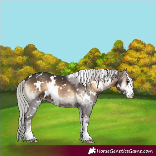 Horse Color:White Spotted Silver Brown Onyx Sabino 