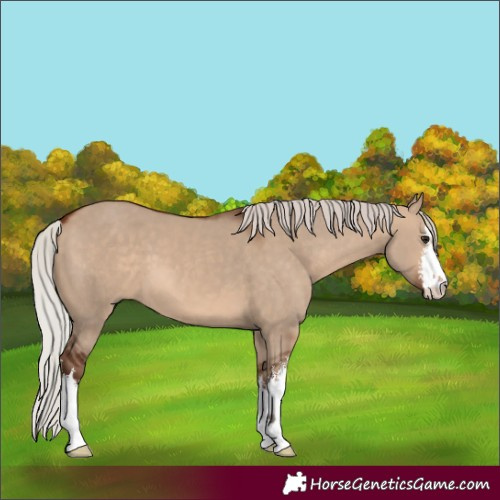 Horse Color:White Spotted Silver Bay Dun 