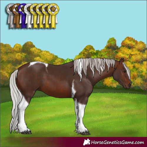 Horse Color:Silver Brown Tobiano 