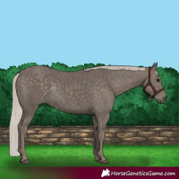 Horse Color:Silver Black Rabicano 