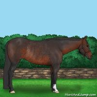 Horse Color:Brown Rabicano 