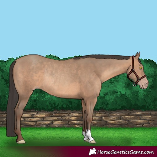 Horse Color:Sable Champagne Rabicano 