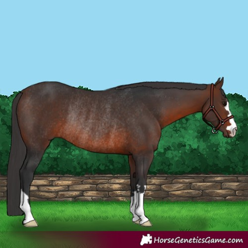 Horse Color:Brown Rabicano 