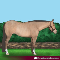 Horse Color:Amber Champagne Rabicano 