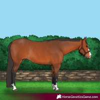 Horse Color:Bay Rabicano 