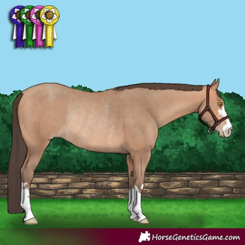 Horse Color:Amber Champagne Rabicano 