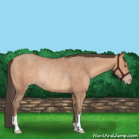 Horse Color:Amber Champagne Rabicano 