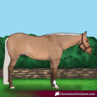 Horse Color:Silver Brown Dun Rabicano 