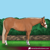 Horse Color:Chestnut Rabicano 