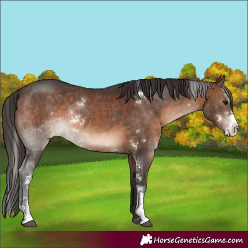 Horse Color:Brown Sabino Appaloosa Rabicano 