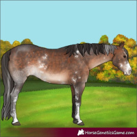 Horse Color:Brown Sabino Appaloosa Rabicano 
