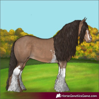 Horse Color:White Spotted Liver Red Dun 