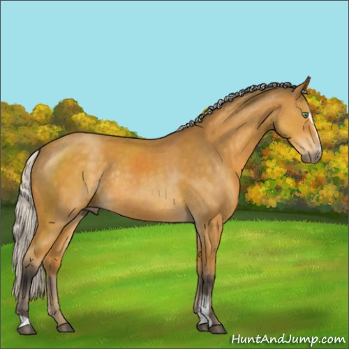 Horse Color:Silver Buckskin Sabino Rabicano 