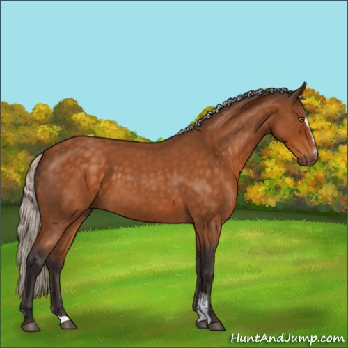 Horse Color:Silver Buckskin Roan Sabino 