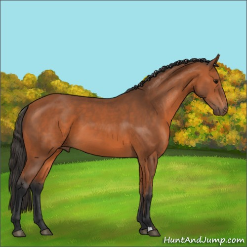 Horse Color:Bay 