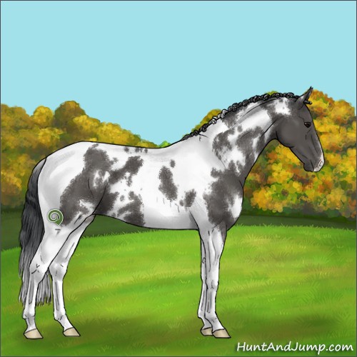 Horse Color:White Spotted Black Tobiano 