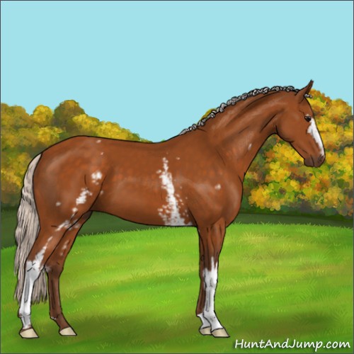 Horse Color:White Spotted Silver Buckskin 