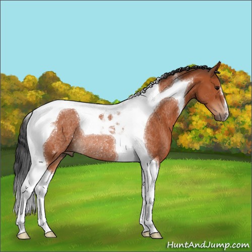 Horse Color:Bay Tobiano Rabicano 
