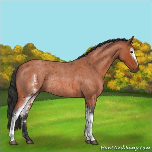 Horse Color:White Spotted Bay Roan Rabicano 