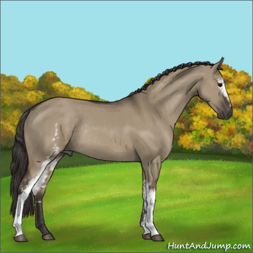Horse Color:White Spotted Smoky Grullo Rabicano 