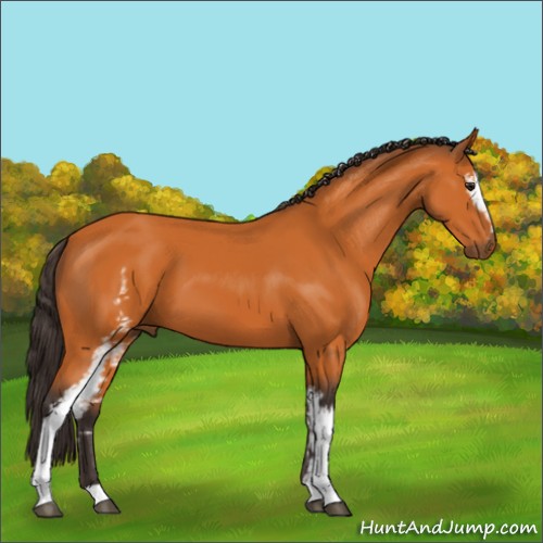 Horse Color:White Spotted Buckskin 