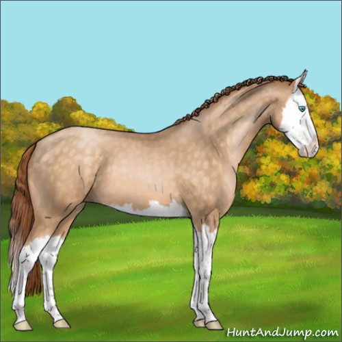 Horse Color:Buckskin Pearl Splash 
