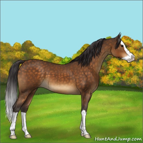 Horse Color:Buckskin Splash 