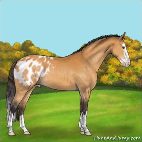 Horse Color:Buckskin Splash Appaloosa 