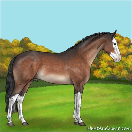 Horse Color:Brown Roan Splash 
