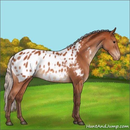 Horse Color:Silver Bay Appaloosa 