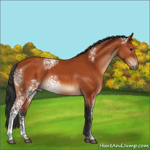Horse Color:White Spotted Bay 
