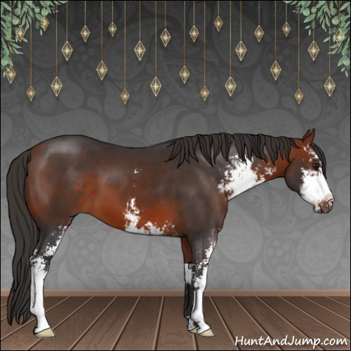 Horse Color:Bay Sabino 