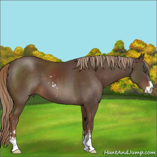 Horse Color:Liver Chestnut Sabino 