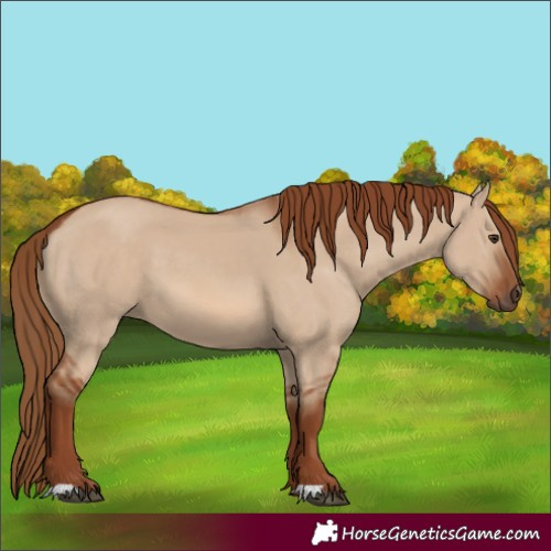 Horse Color:Red Dun 