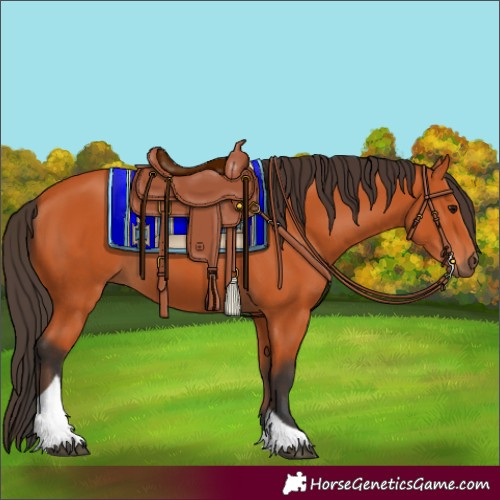 Horse Color:Bay Tobiano Rabicano
