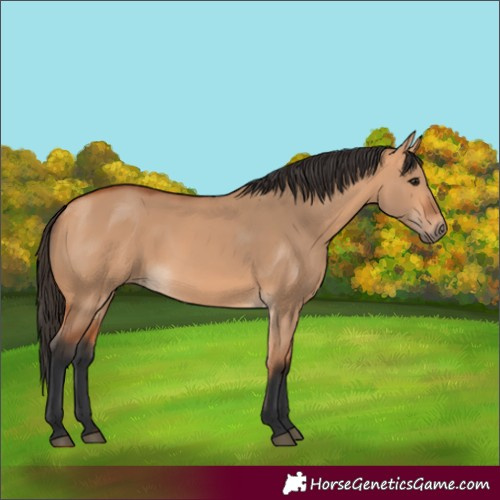 Horse Color:Bay Dun 