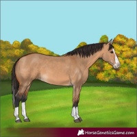 Horse Color:Bay Dun Splash 