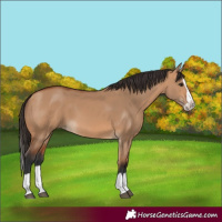 Horse Color:Bay Dun Splash