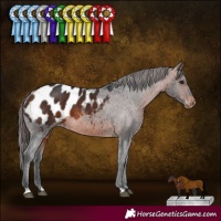Horse Color:Bay Appaloosa
