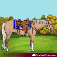 Horse Color:Silver Bay Dun Tobiano 