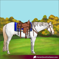 Horse Color:Sable Cream Champagne Dun Appaloosa 