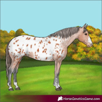 Horse Color:Bay Appaloosa