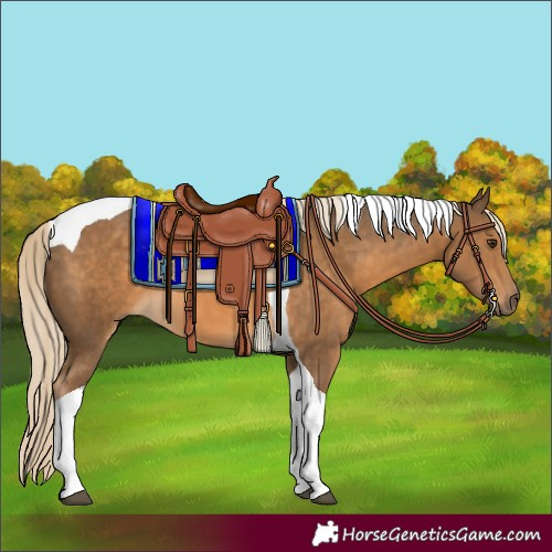 Horse Color:Chocolate Palomino Tobiano 