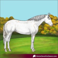 Horse Color:White Spotted Gold Cream Champagne Dun Near Leopard 