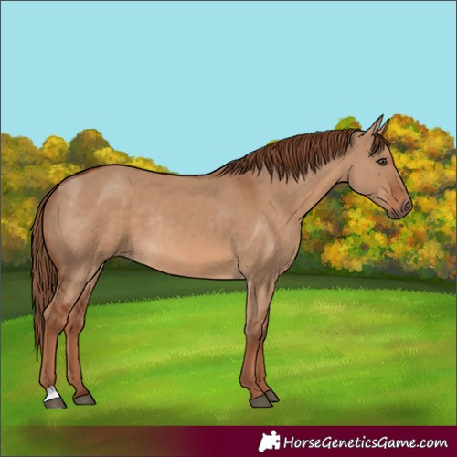 Horse Color:Red Dun Rabicano 