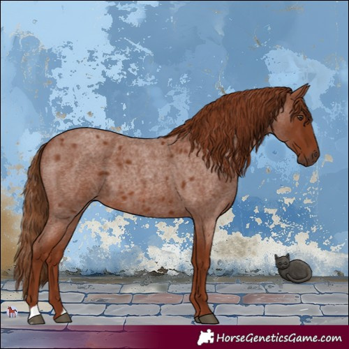 Horse Color:Red Roan 