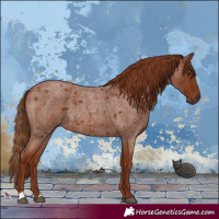 Horse Color:Red Roan 